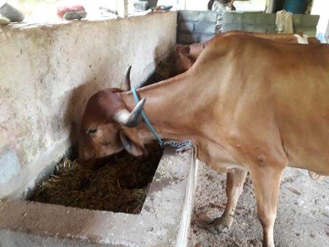 Vacas - Foto 3