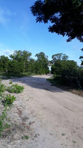 Fazenda com 150 hectares - Região da Soja (Balsas-MA) - Foto 9