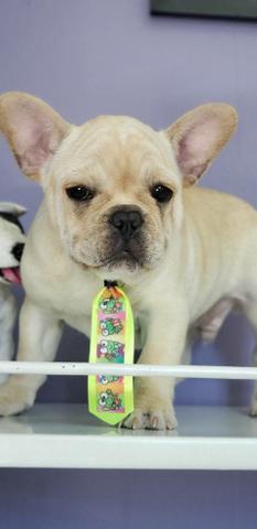 Buldog creme macho - Foto 4