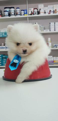 Spitz Alemão top anão - Foto 7