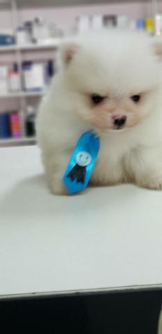 Spitz Alemão top anão - Foto 2