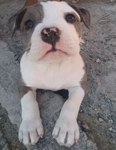 Pitbull Monsters  - Foto 5
