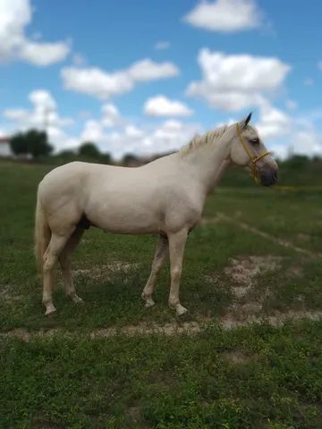 Cavalo mangalarga Machador 