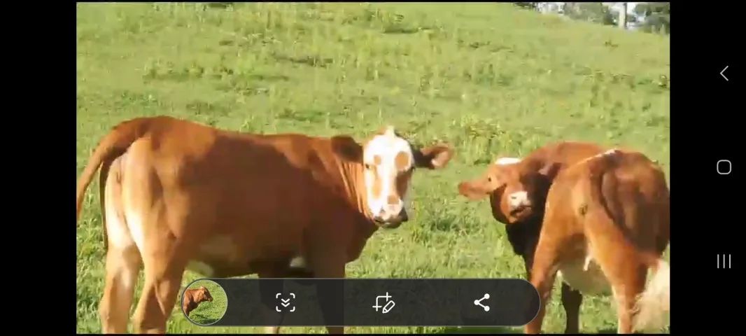 Três novilhas puras - Foto 4