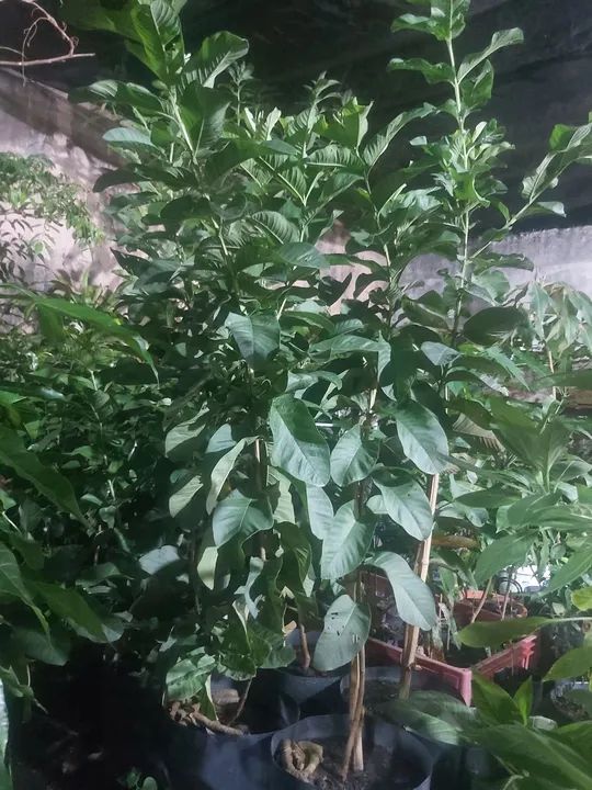 Goiaba Tailandesa vermelha enxertada  - Foto 2