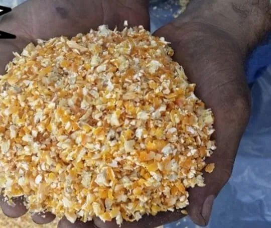 Milho em Grãos de Qualidade Padrão 1 - Foto 3