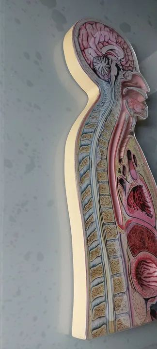 Torso para prática em saúde  - Foto 5