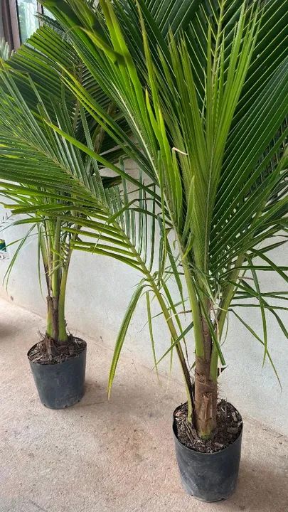 CÔCO ANÃO MUDAS ADULTAS - Foto 2