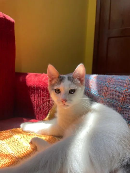 Gatinha branca e cinza de 3 meses