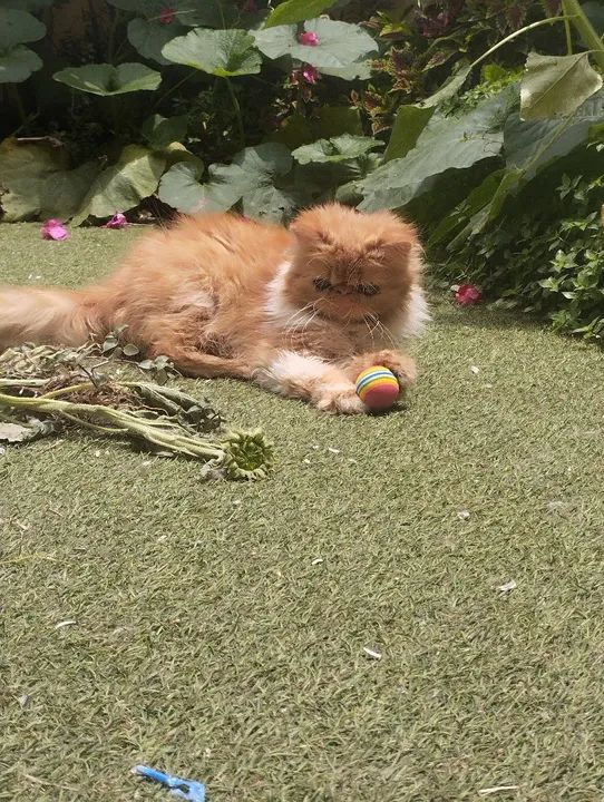 Sua oportunidade de ter um Garfield em casa