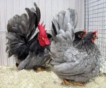 Ovos e pintinhos de galinha Nagasaki