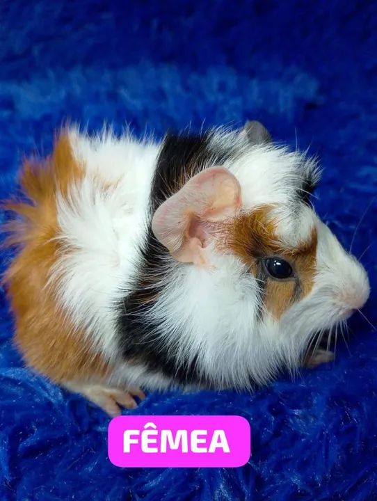 Porquinho da índia abssinio 50$ - Foto 5