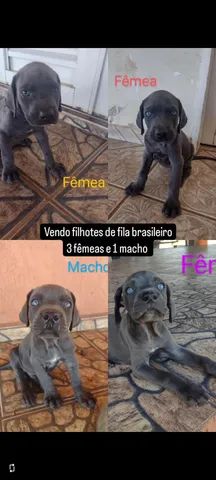 Foto de Dois Filhotes De Cachorro De Fila Brasileiro Que Têm O Divertimento  e mais fotos de stock de Agressão - iStock