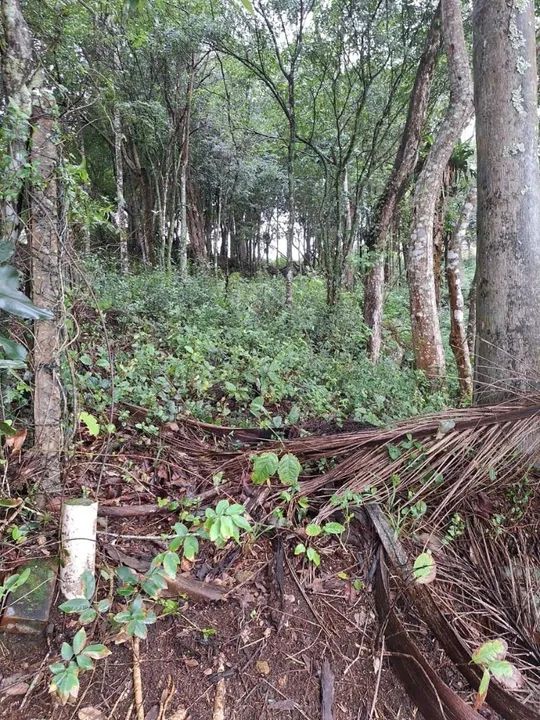 Terreno frente mar com 3643m² à venda em Sambaqui - Florianópolis. - Foto 3
