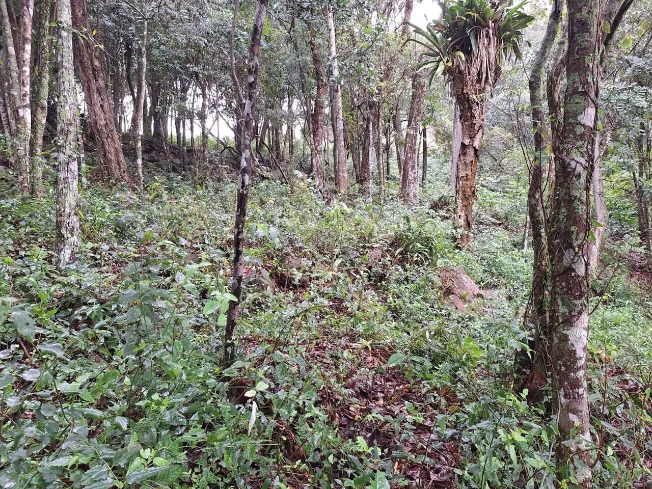 Terreno frente mar com 3643m² à venda em Sambaqui - Florianópolis. - Foto 5