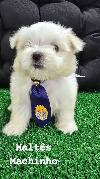 Maltes Filhote vacinado na PEtshow