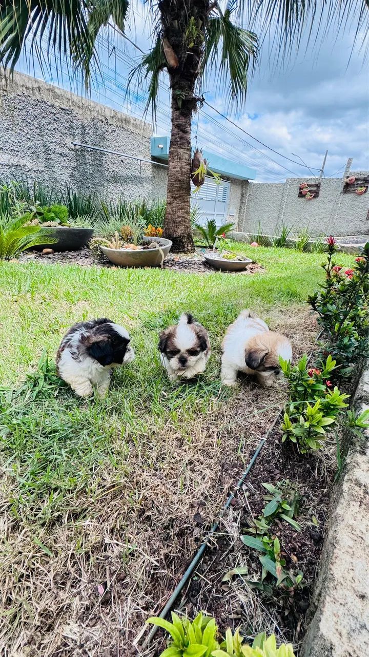 Filhotes Shih-tzu lindos e saudáveis - Foto 4