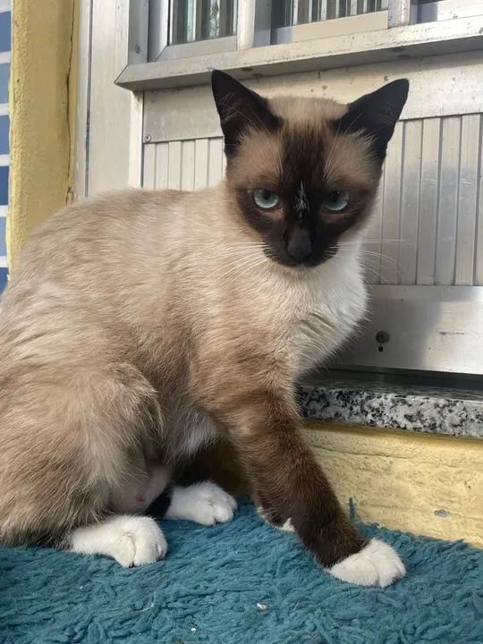 Gata fêmea castrada para adoção 