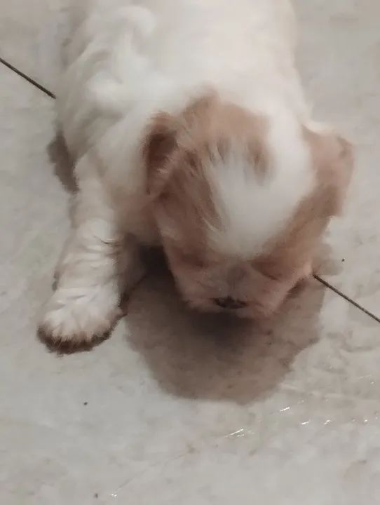 Filhote de Shitzu  - Foto 5