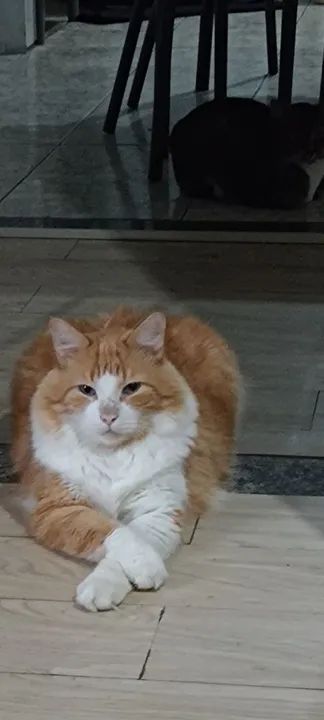 GATOS LINDOS E CARINHOSOS - Foto 4