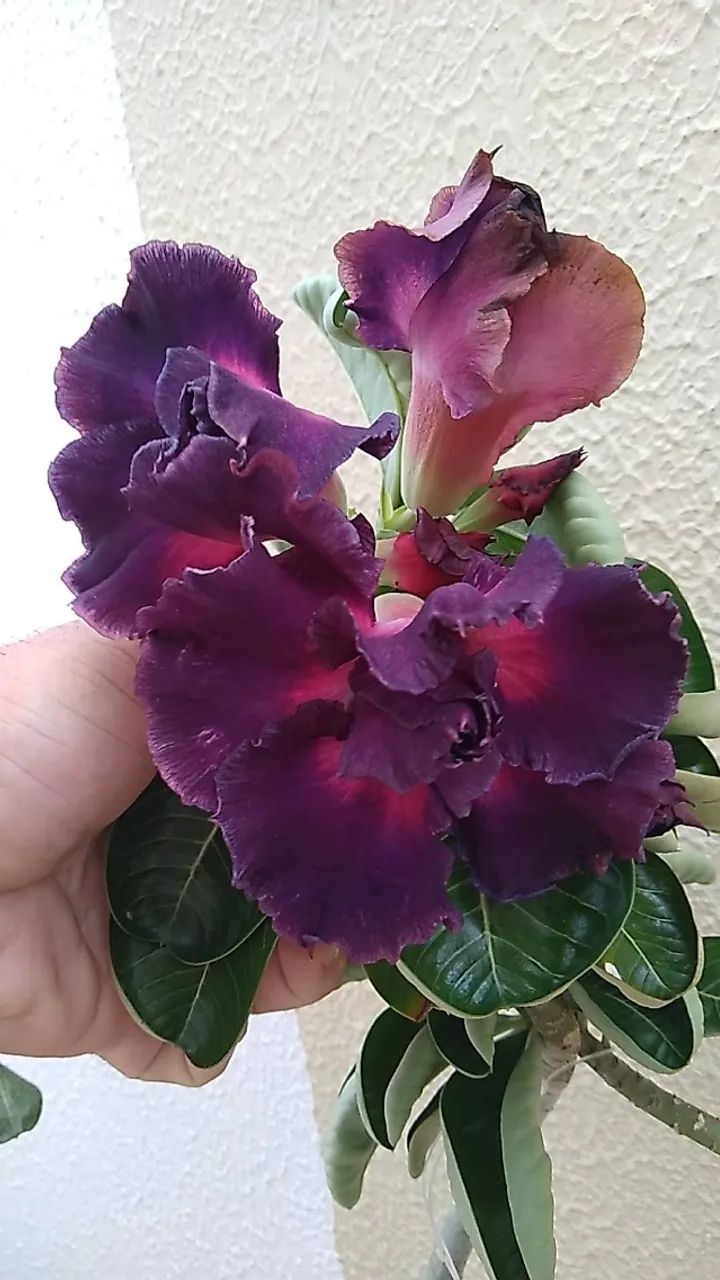 VENDO ROSAS DO DESERTO * - Foto 4