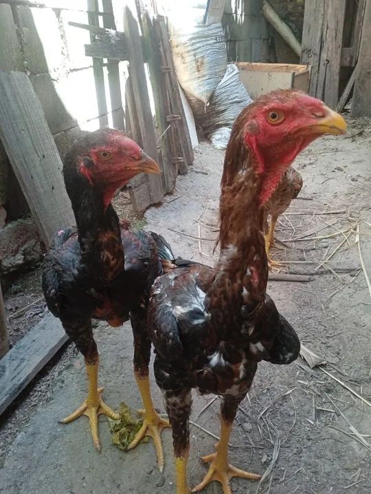 Frangos indio gigante- Sangue puro