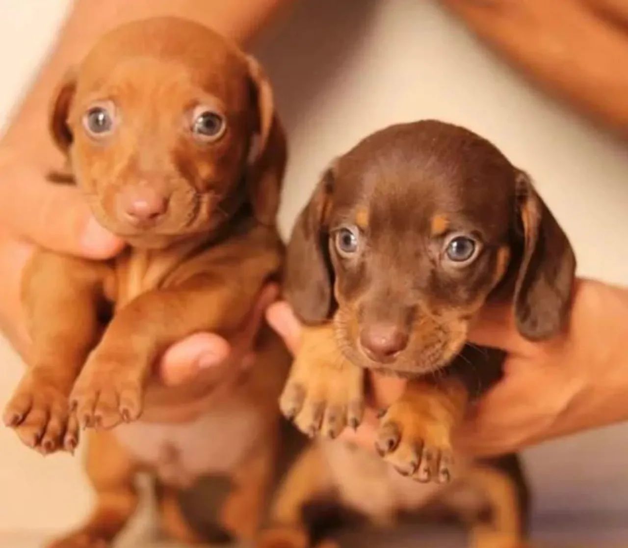 Dois filhotes de Dachshund Basset miniatura teckel miniatura 