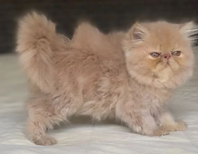 Show de Gato macho Persa filhote Creme macho pelo longo extremadissimo C/71 Dias lindo.