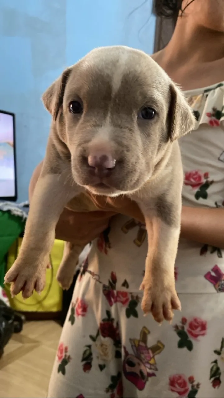 Filhote de pitbull com pit monster