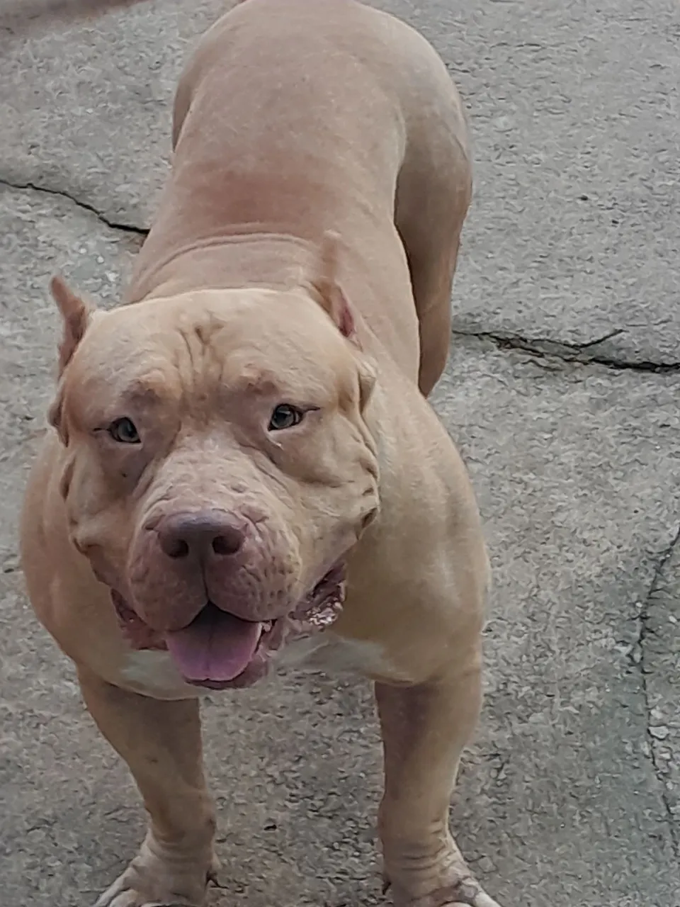 Pitbull Americano - disponível pra cruzar cobro 250,00.