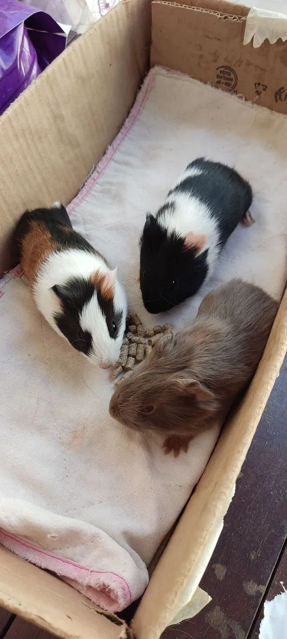 Filhotes de Porquinhos da índia - Foto 3