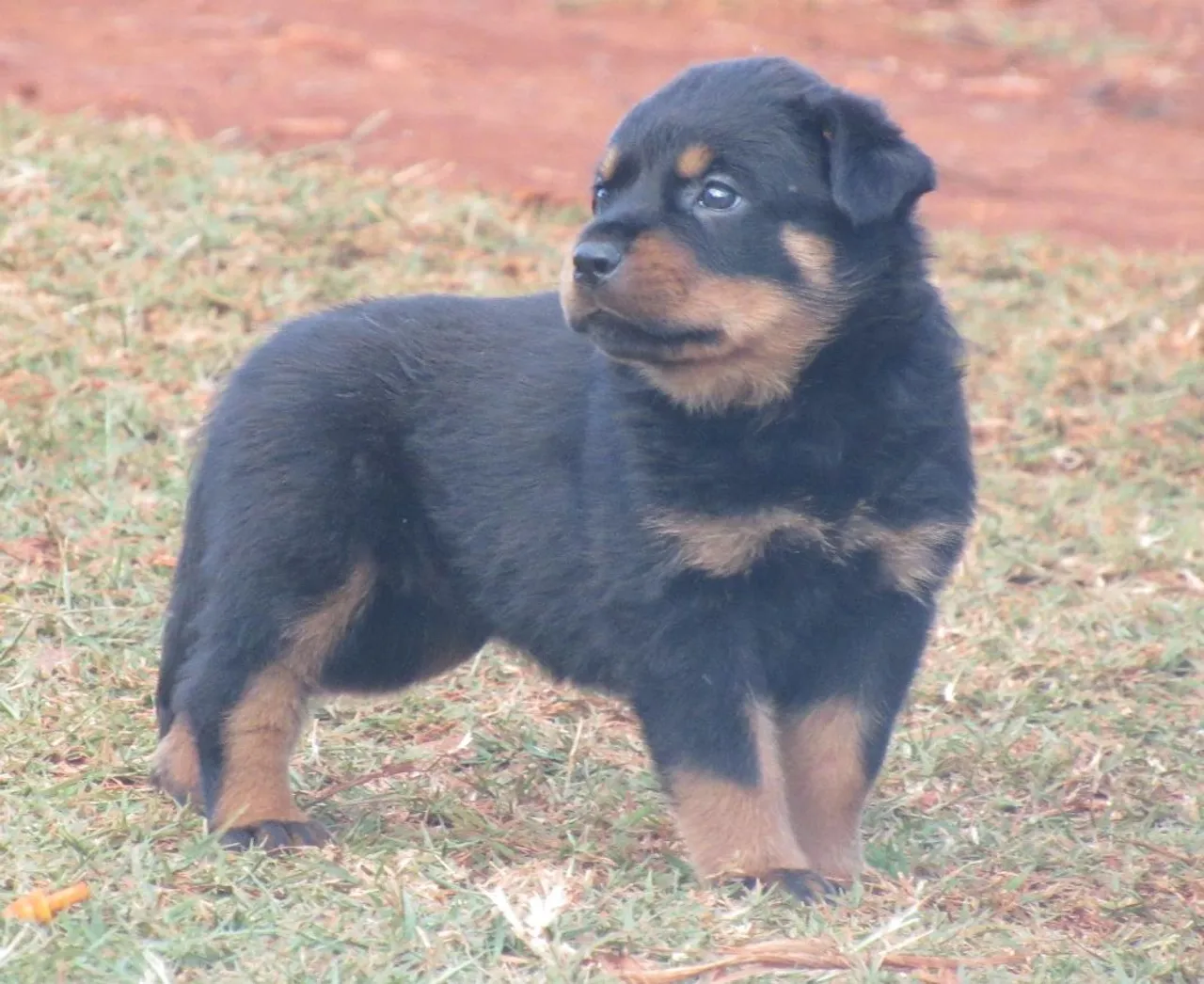 Lindos filhotes de Rottweiler