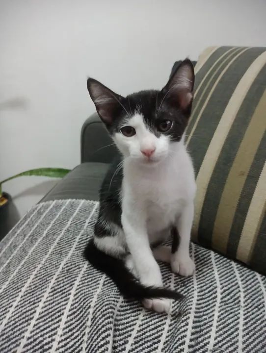 Gatinho preto e branco - Fofo e brincalhão