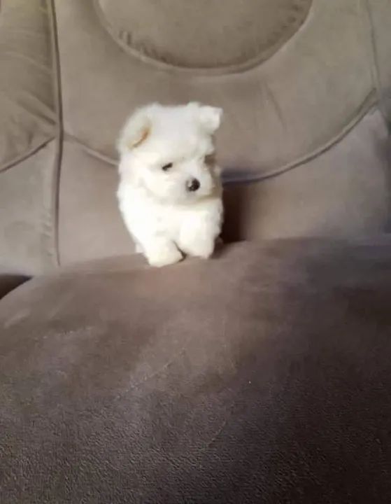 Um casal de maltês disponível mine - Foto 3