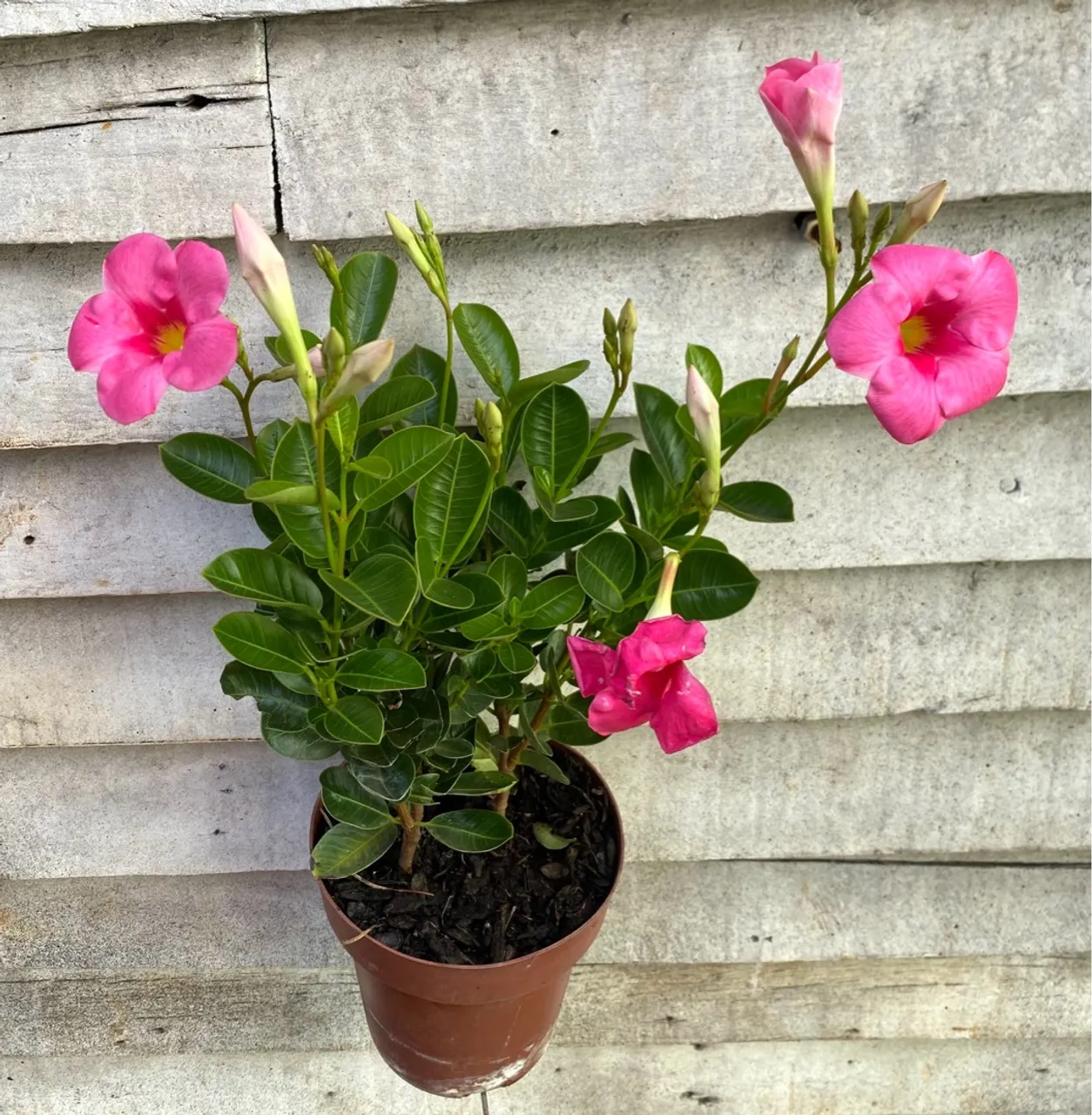 Mandevilla - Linda trepadeira com flores disponíveis e 4 cores diferentes