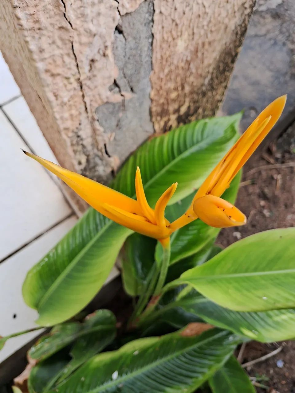 Vende-se mudas de helicônia bihai vermelha, alpinia v / a, papagaio v / a, - R$15 - Foto 5