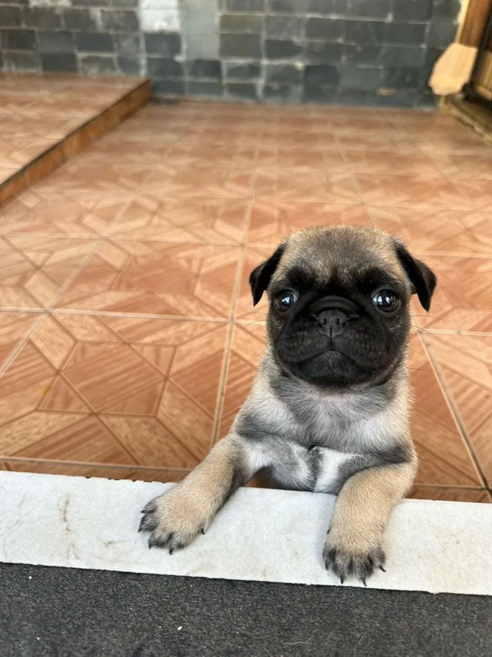 Filhote de Pug, Adoce sua vida com um filhote cheio de amor!