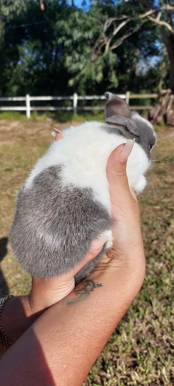 Coelho Mini Rex Holandês Branco e Cinza - Foto 3