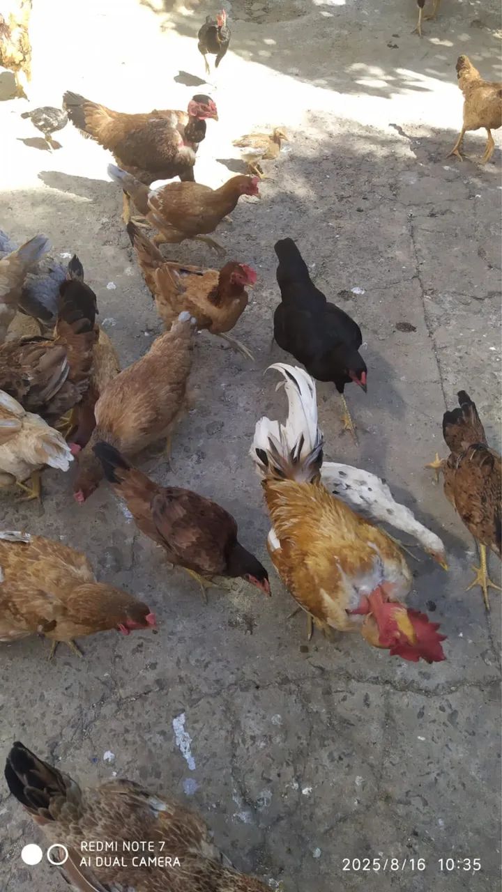 Galos - para criação - Foto 2