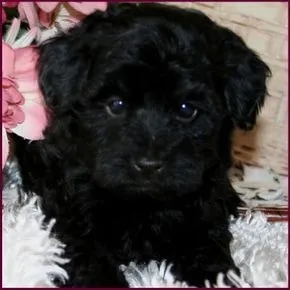 Poodle / Macho / Preto