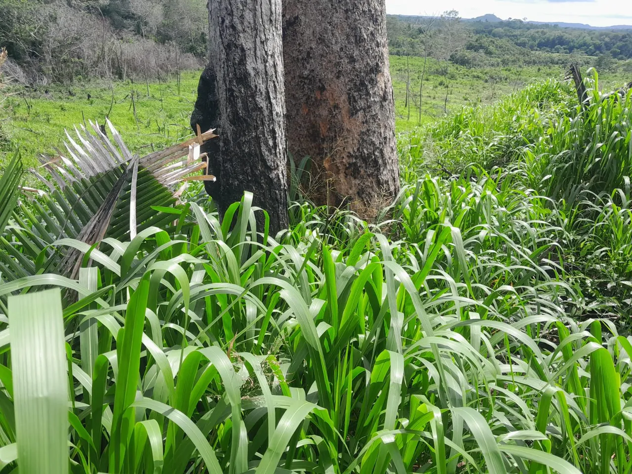 Fazenda Reserva 2.