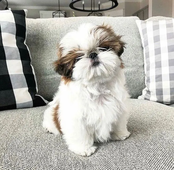 Shih Tzu filhote femea 40 dias