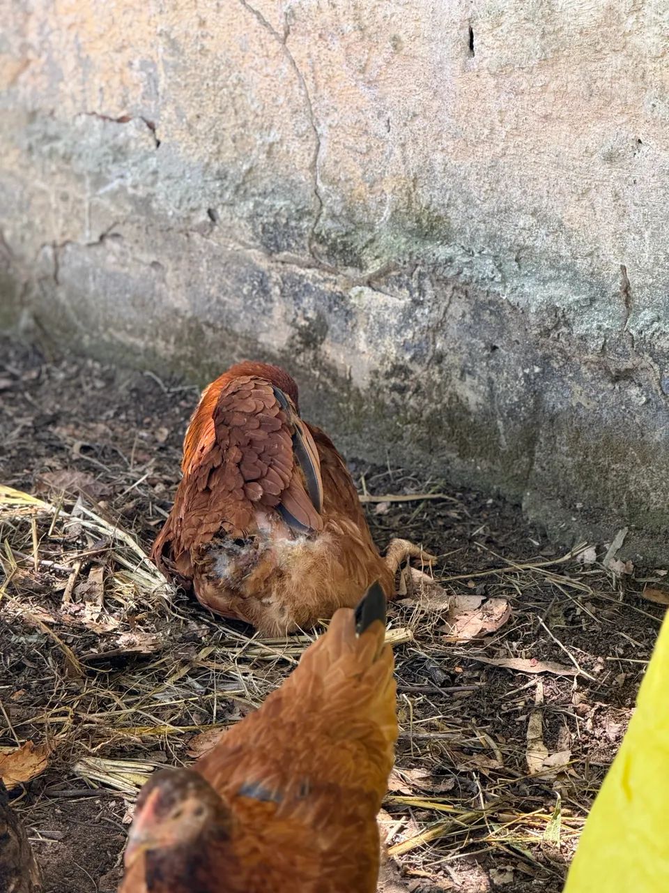 Franga Embrapa 051 - Foto 3