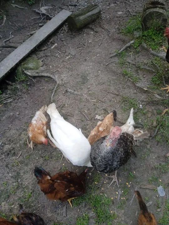 Desapegando. Não vendo separado - Foto 2