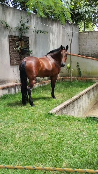 Égua Mangalarga  - Foto 3