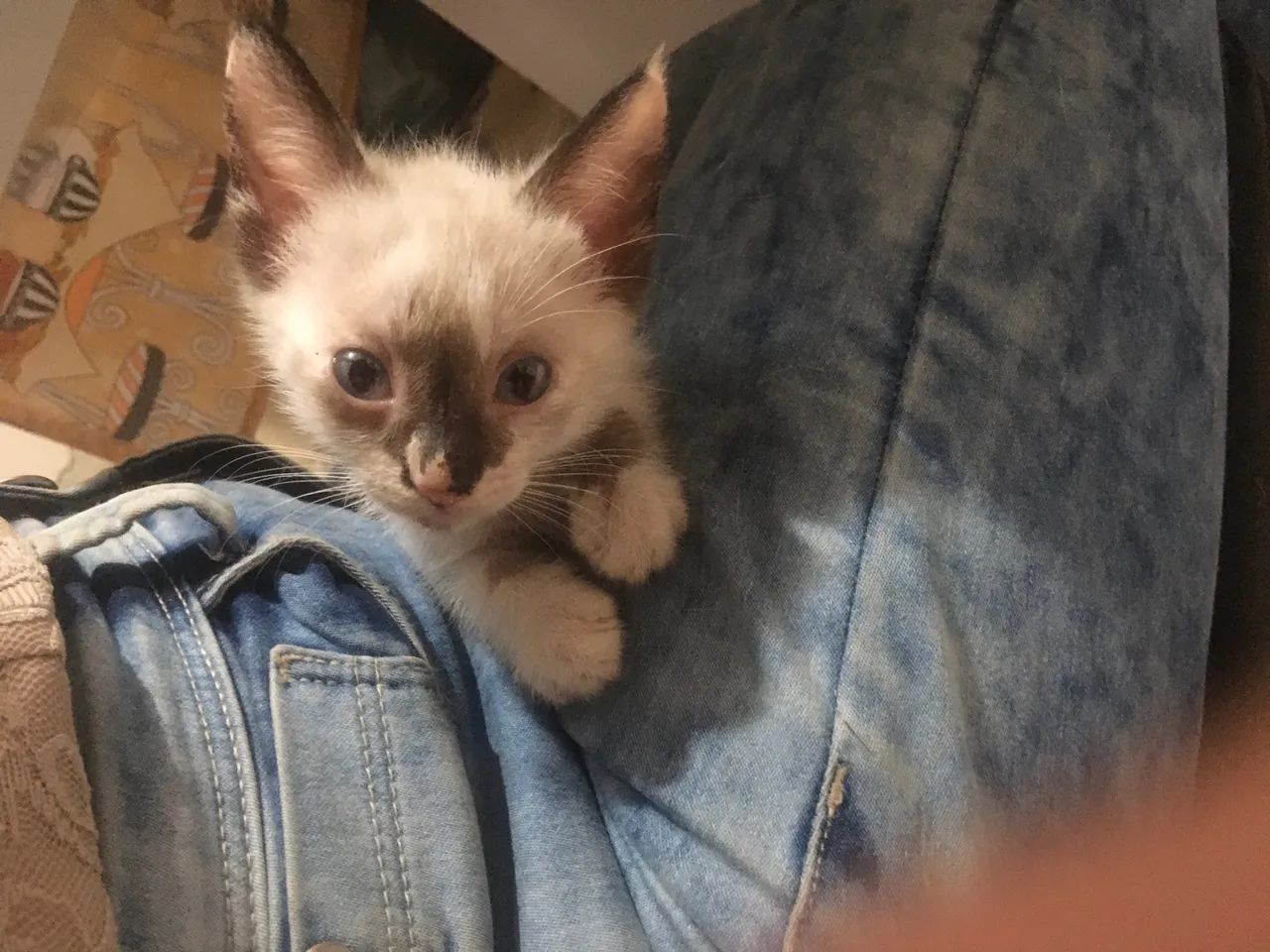 Gatinha Siamês disponível para adoção - Foto 3