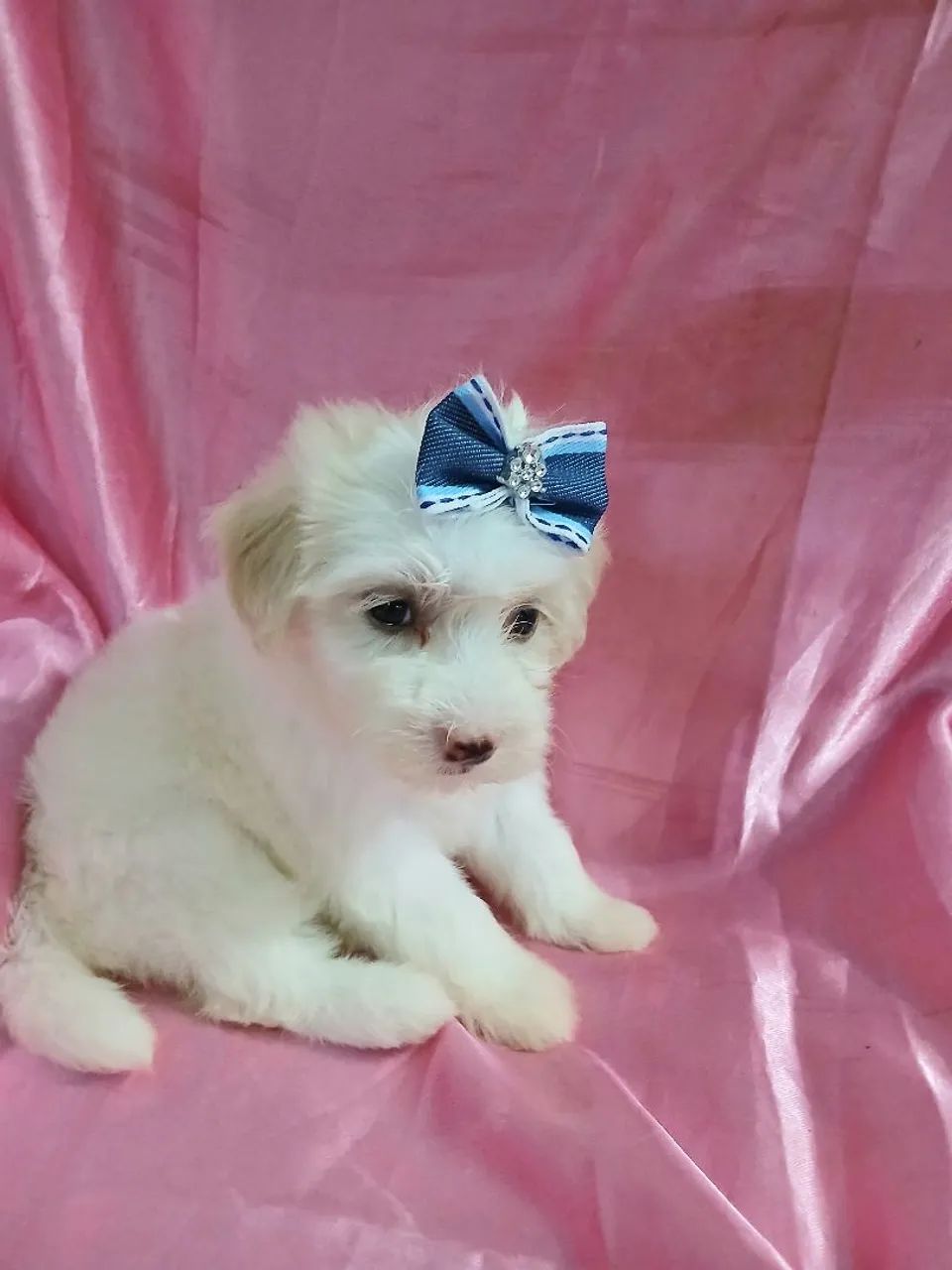  filhotes de Maltês lindos - Foto 2