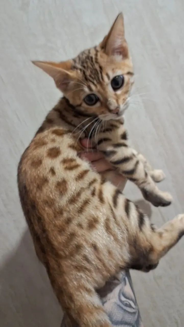 Gatinho Bengal de 3 meses - Foto 3
