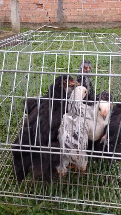 Franguinhos raça Brahma  - Foto 2