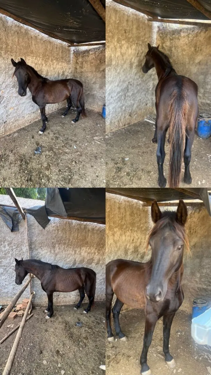 Cavalo